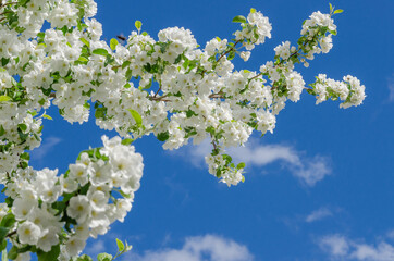 Blooming white Apple tree in the garden
