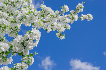 Blooming white Apple tree in the garden