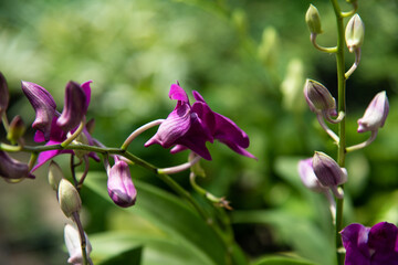 Close up orchid in nature.