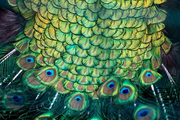 Obraz premium Blue peafowl male peacock long fan-like crest feathers with colourful eyespots pattern macro