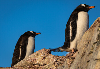 Gentoo penguins in Antarctica (Pygoscelis papua) © Kathy Huddle 