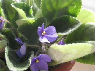 purple orchid flower