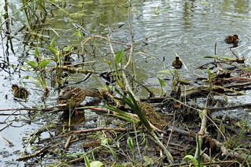 family of wild ducks on the water surface of the city pond