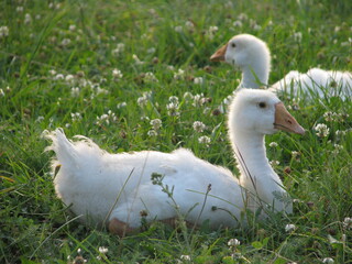 two white ducks