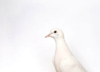 portrait of a white dove on a white background advertising sample