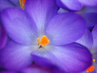 Fototapeta na wymiar Purple Crocus Flowers