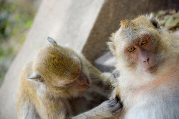 Monkey scratching other monkey's back