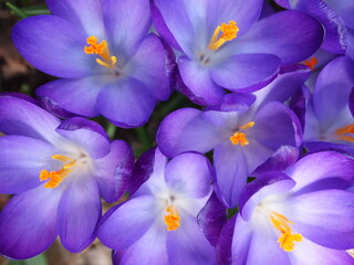 Purple Crocus Flowers