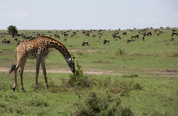 A  Giraffe garzing with wildebeests at backdrop, Masai Mara, Kenya