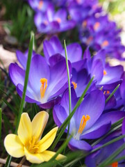 Purple Crocus Flowers