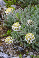 Zwerg- Schafgarbe, Achillea nana