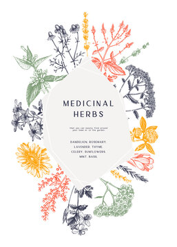 Vintage medicinal herbs card or invitation design in color. Hand-drawn flowers, weeds, and meadows illustrations. Summer plants template. Herbs outlines