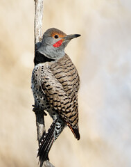 A northern flicker in Wyoming