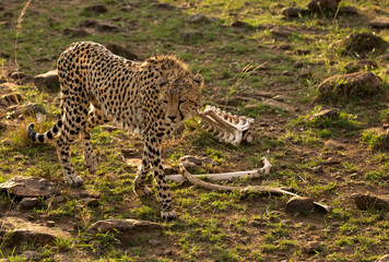 A drenched Cheetah in the evening light at Masai Mara, Kenya