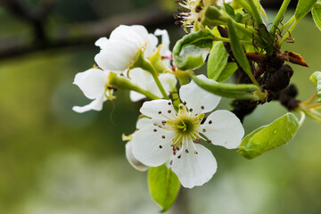 apple tree blossom
