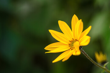 yellow flower macro