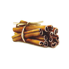 Watercolor cinnamon isolated on white background