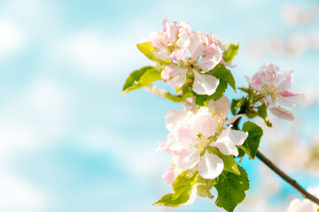 Obraz premium Closeup of branches of apple blossom on a blue background, blurred background, close up, selective focus