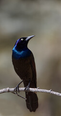 A common grackle perches on a branch.