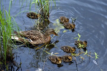 family of wild ducks on the water surface of the city pond