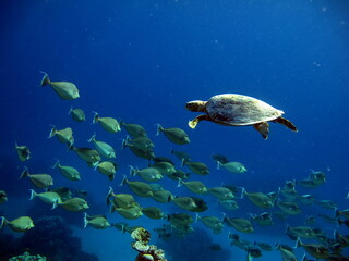Obraz premium Sea turtles, Great Reef Turtle Bissa