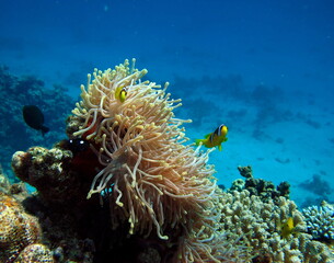 Naklejka na ściany i meble Nemo. Clown fish, amphiprion (Amphiprioninae). Red sea clown fish.