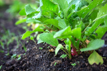 Line of radishes planted in the garden