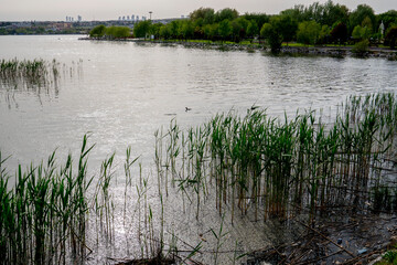 The reeds of lake and enviromental pollition