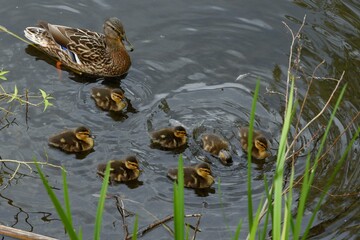 family of wild ducks on the water surface of the city pond