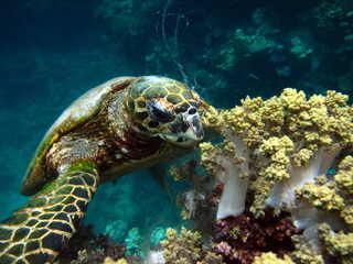 Naklejka na ściany i meble Sea turtles, Great Reef Turtle Bissa.