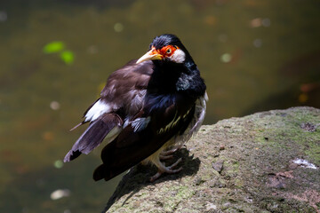 red winged blackbird