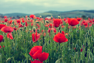 Beautiful field of poppy flowers