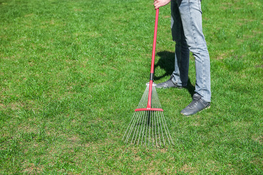 man cleans the lawn from dry grass with a rake for the lawn