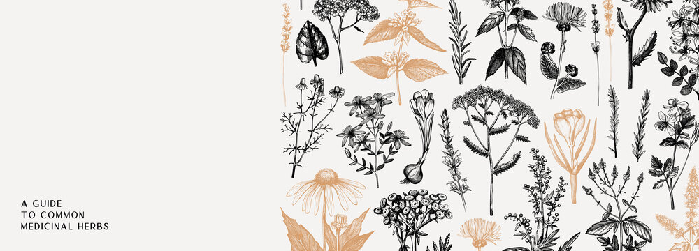 Hand-drawn medicinal herbs banner design in color. Wildflower, weed, and meadow sketches. Vintage summer plants template. Herbs outlines