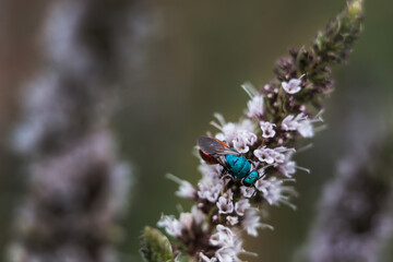 Blue fly sits on a green leaf