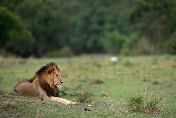 Lion king relaxing  at Masai Mara, Kenya