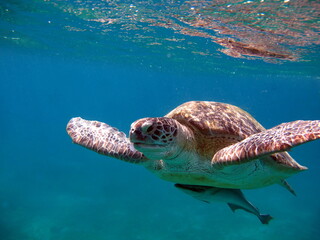 Obraz na płótnie Canvas Turtle. Big Green turtle on the reefs of the Red Sea.