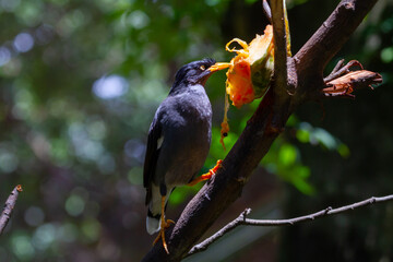 Jalak Bird Eating Papaya