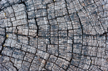 old wood texture