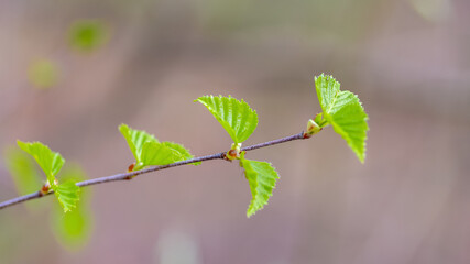Spring bright background with birch leaves. Web banner, screen, mobile app colorful design. High quality photo