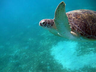Obraz premium Turtle. Big Green turtle on the reefs of the Red Sea.