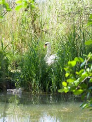 cygne en famille