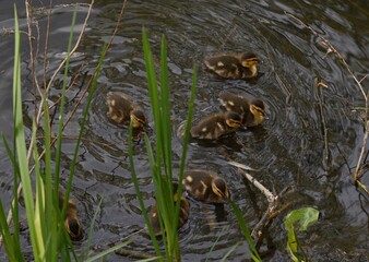 family of wild ducks on the water surface of the city pond