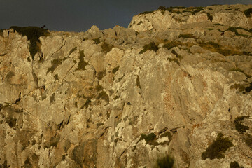 Goat on mountain