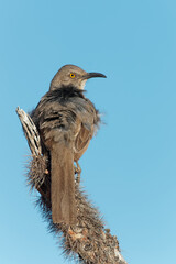 A curve-billed thrasher soaks in the sun in Tucson, Arizona