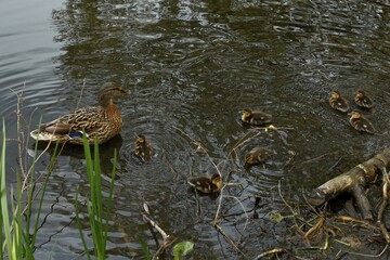 family of wild ducks on the water surface of the city pond