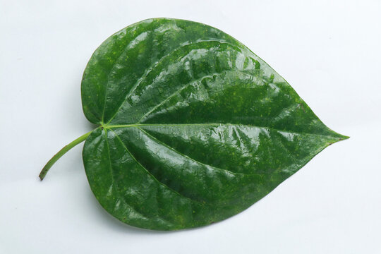 Paan leaf With White Background,  betel leaf 