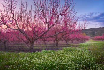 Scenic peach garden in blossom in early spring. Smooth pink rows of flowering peach trees, blue sky and green grass covered with white small flowers