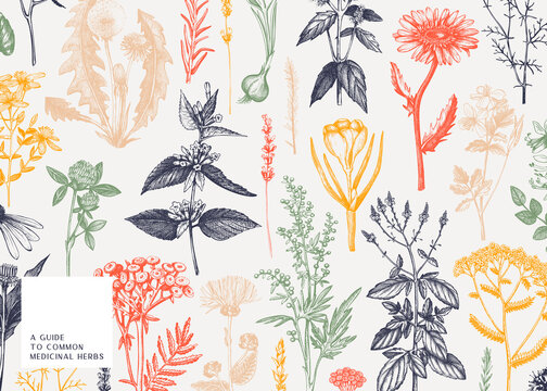 Hand-drawn medicinal herbs banner design in color. Wildflowers, weeds, and meadows sketches. Vintage summer plants template. Herbs outlines