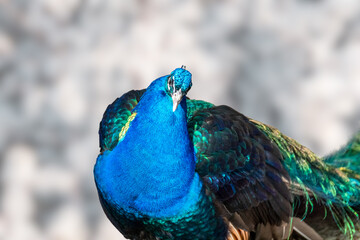 Obraz premium Blue peafowl male peacock front view with long fan-like crest feathers with colourful eyespots looking in camera on blurred background